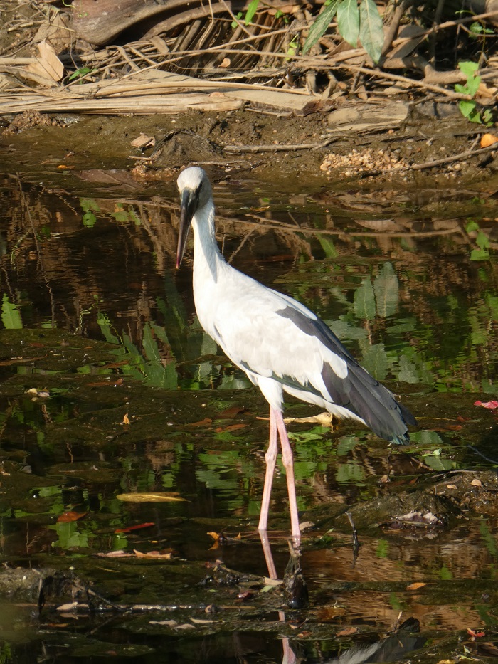 Open-billed stork