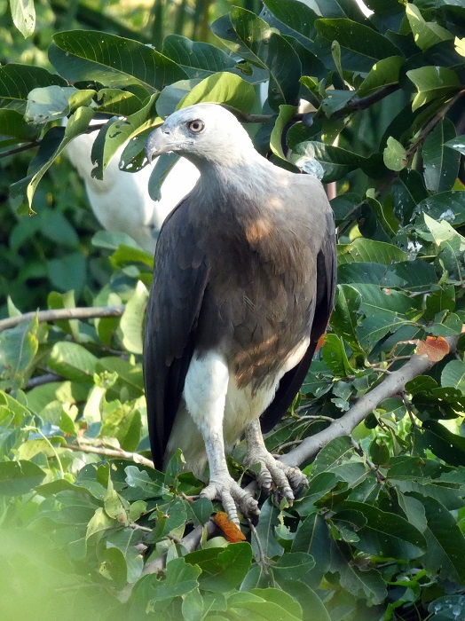 This guy is special - even Dileep got excited when we saw him so close - a gray-headed fish eagle!