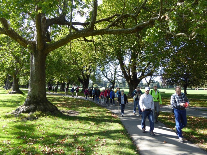 Strutting through Hagley Park in Christchurch