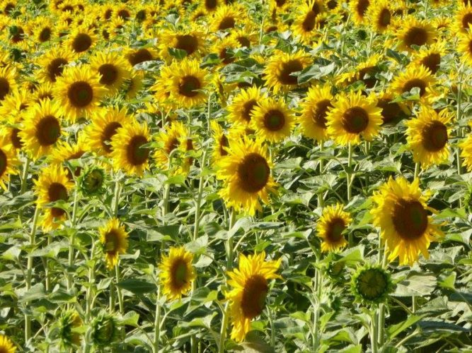 Sunflower field in the Loire Valley, also known as the agricultural breadbasket