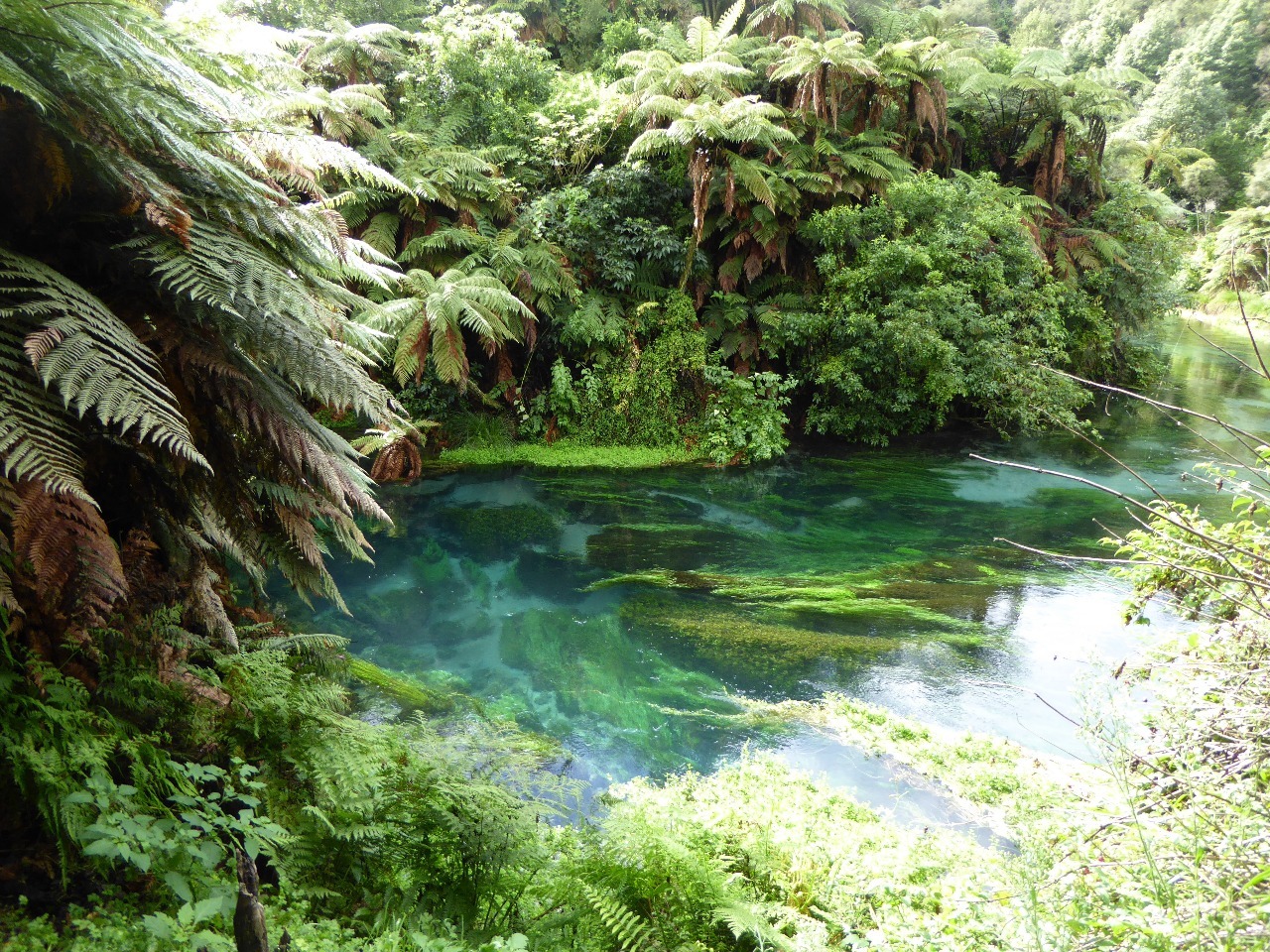 The blue, blue waters of Te Waihou Stream