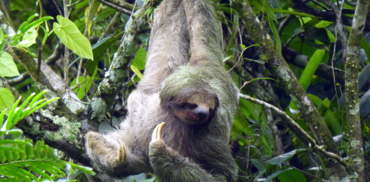 Tortuguero, CR20 pt #498 (sloth)-001