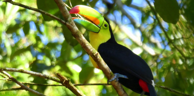Tortuguero, CR20 pt #593 (toucan)-001