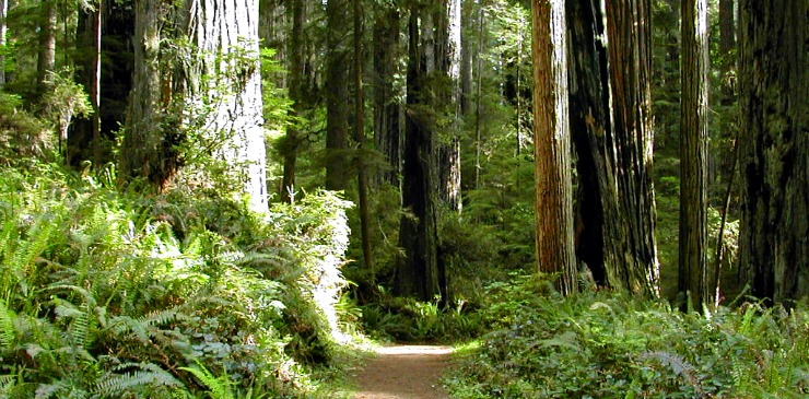 United States California Redwood National Park