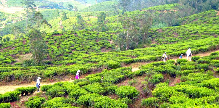Wonders of Sri Lanka Nuwara Eliya (7)