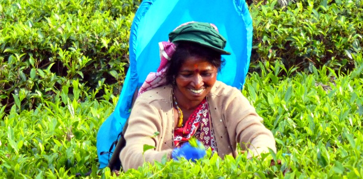 Wonders of Sri Lanka Nuwara Eliya Tea Plucker (7)
