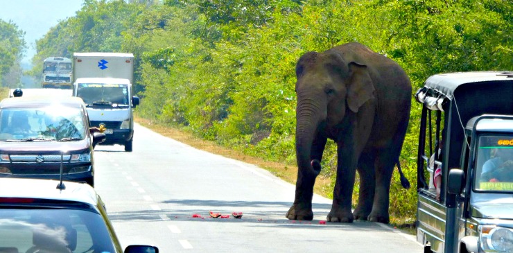 Wonders of Sri Lanka Yala National Park(4)